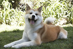 Hachiko - Eine wunderbare Freundschaft (R: Lasse Hallström)