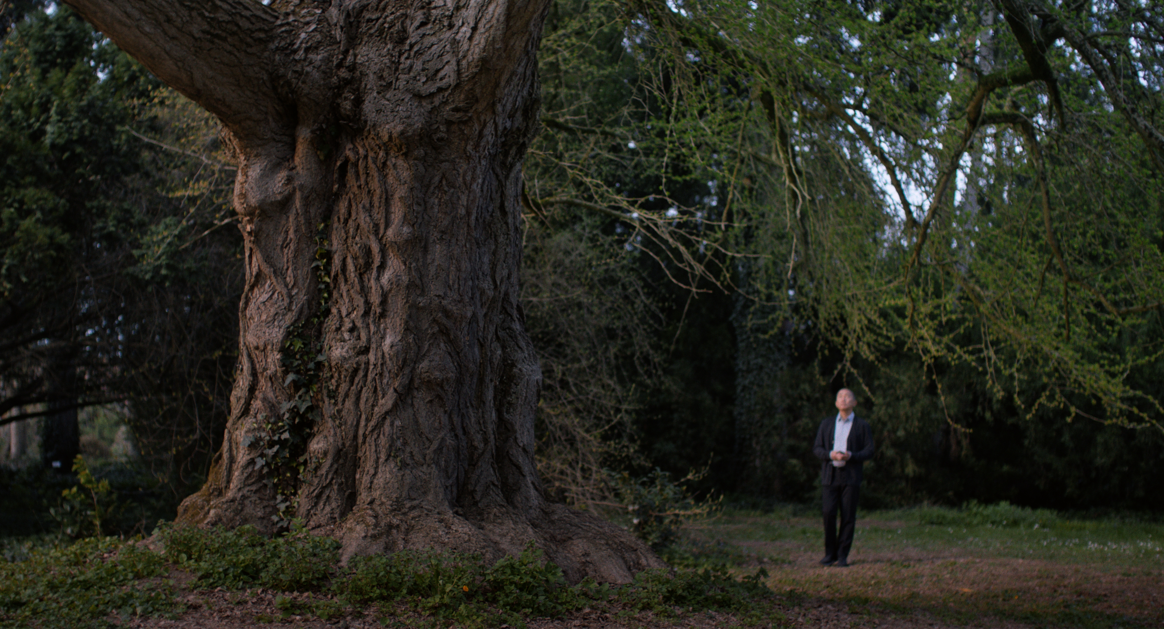 Silent Friend (Ildik&oacute; Enyedi)